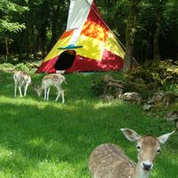 Bienvenue au Gîte Des Daines Nous vous accueillons au milieu de la nature, dans un parc à daims