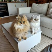 La maison de Kevin