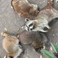 Le cocon de la famille