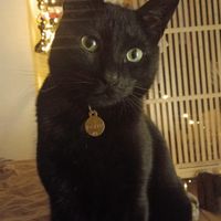 La maison de Michelle et Joseph, nos deux chats adorables ont le plaisir de vous accueillir chez eux