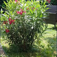 Un jardin en ville