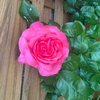 Rosa maison familiale