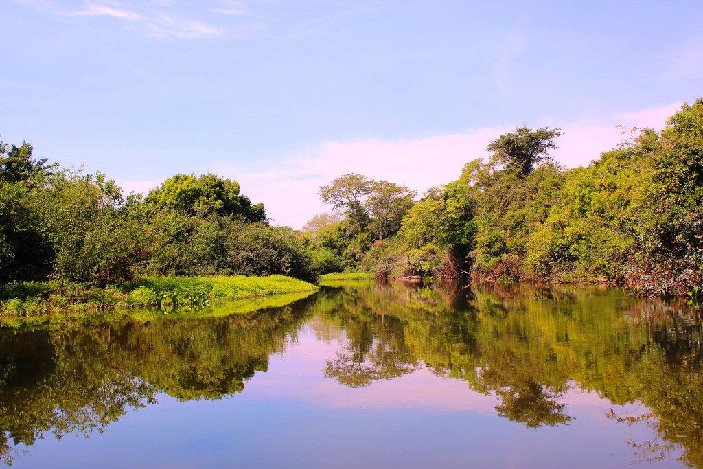 Voyage au Brésil Pantanal
