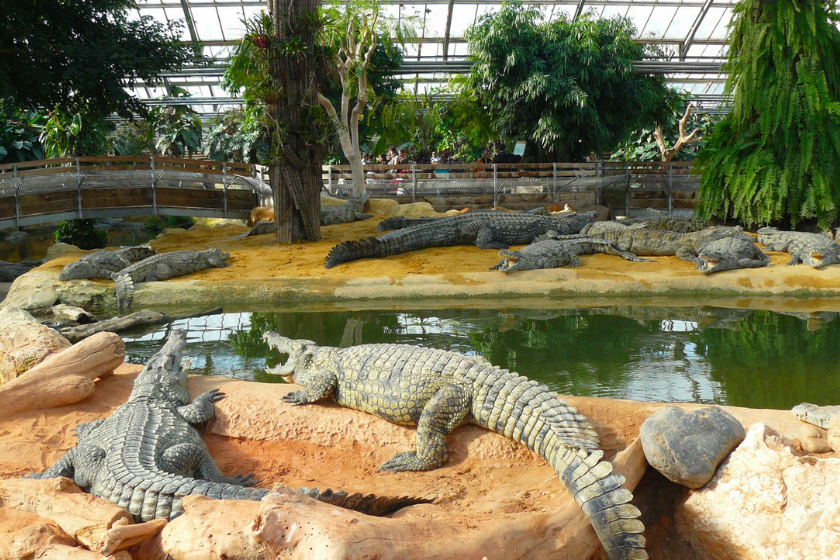 Que-faire-a-Nimes-en-Famille-Pierrelate-ferme-aux-crocodiles