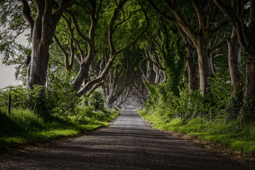 Lieu de tournage de Game of Thrones aux Haies Sombres en Irlande du Nord