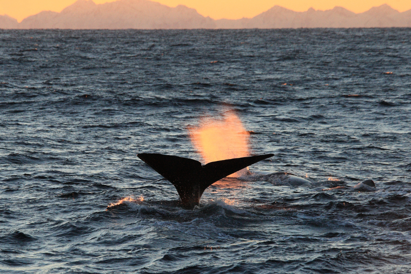 Norvege en été baleines