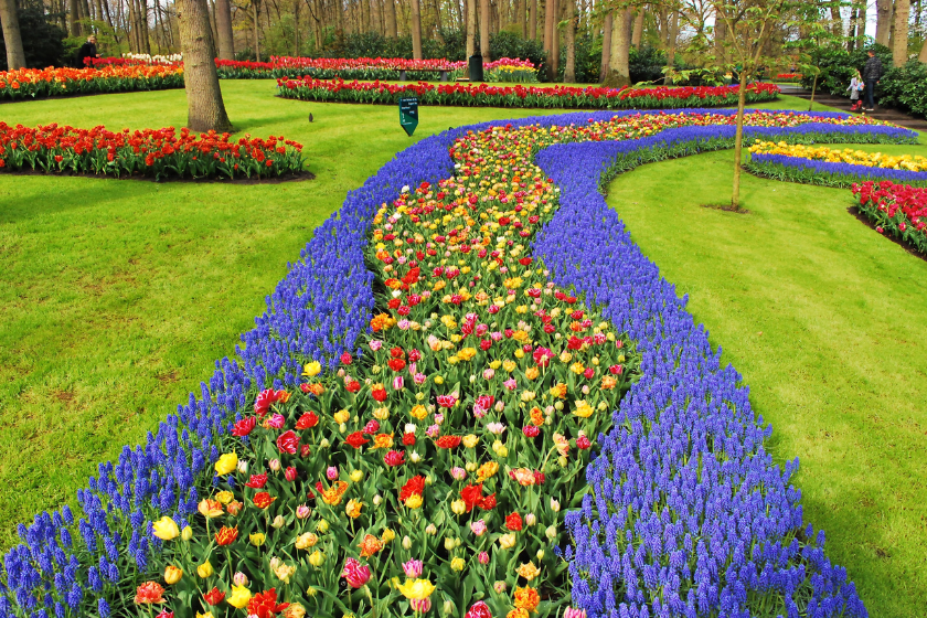 Voyage aux Pays Bas jardin de tulipes